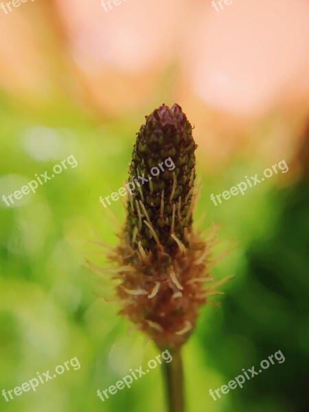 Nature Plantain Plant Summer Field