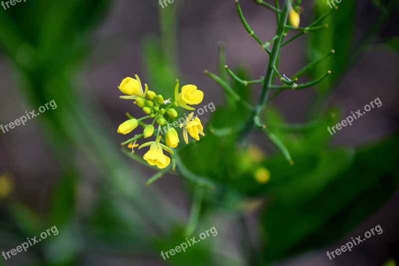 Flower Yellow Mustard Nature Blossom