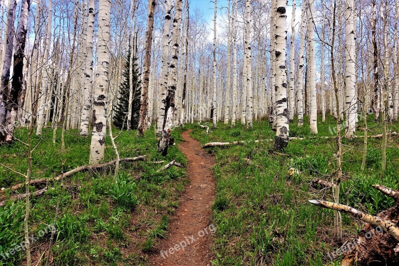 Aspen Trees Forest Path High Altitude Hike