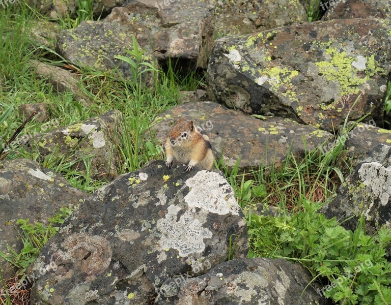 Chipmunk Rodent Rock Squirrel Wyoming Hiking