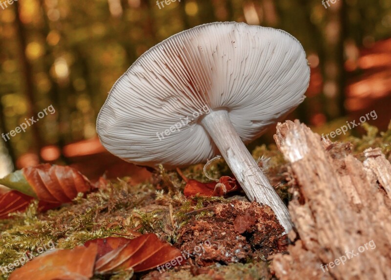 Mushrooms Nature Autumn Forest Red