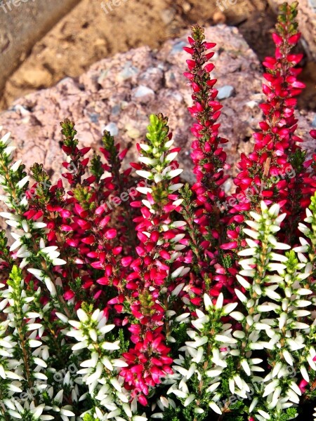 Heather Winterize White Red Small Petals