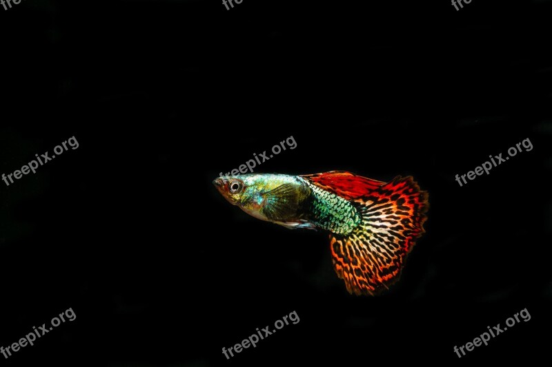 Guppies Ornamental Fish Pet Free Photos