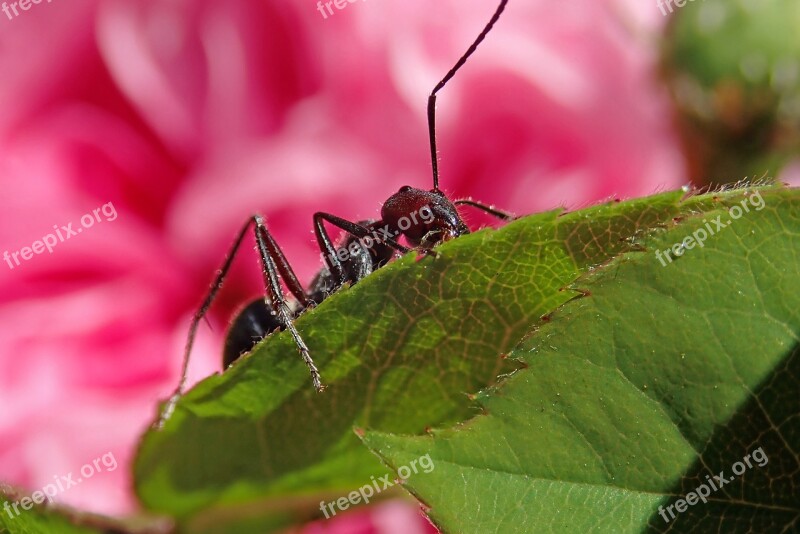 Ant Insect Rose Leaf Garden