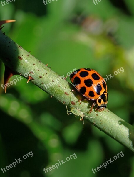 Insects Ladybird Aphid Garden Nature