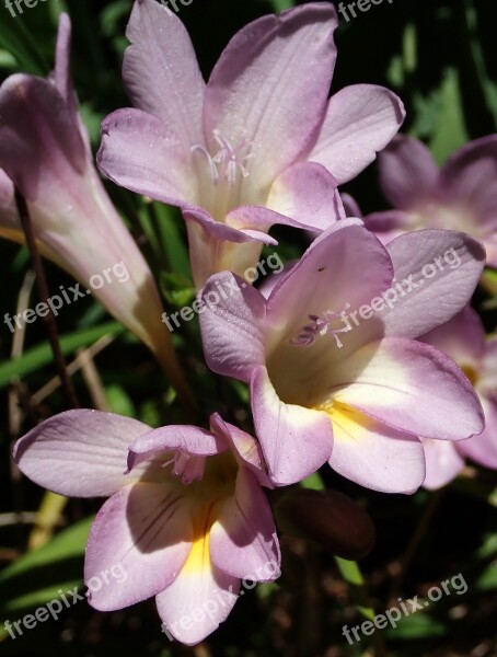 Flower Freesia Mauve Perfume Garden