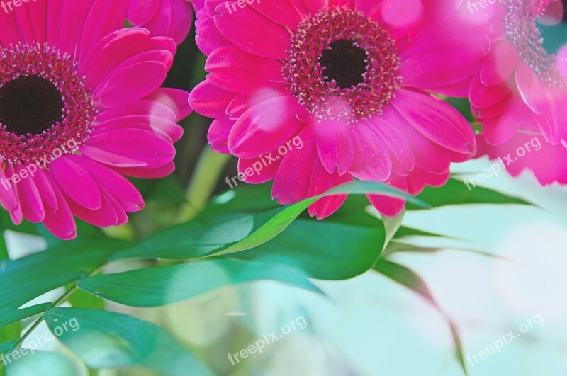 Pink Gerbera Pink Flowers Pink Gerbera Flower