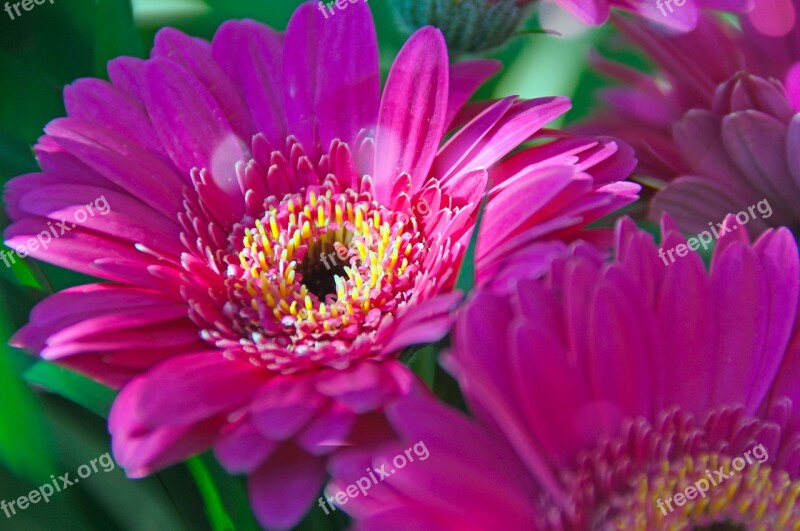 Pink Gerbera Pink Flowers Pink Gerbera Flower