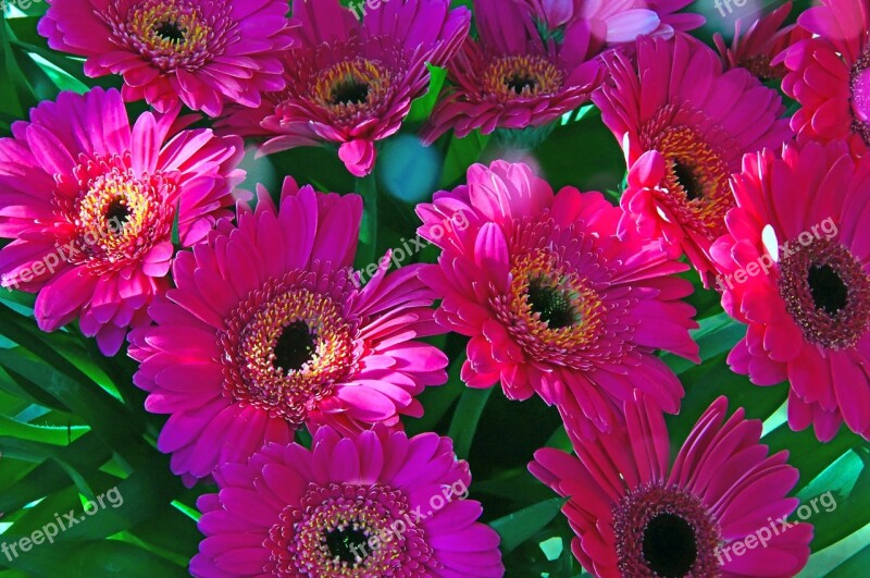 Pink Gerbera Pink Flowers Pink Gerbera Flower