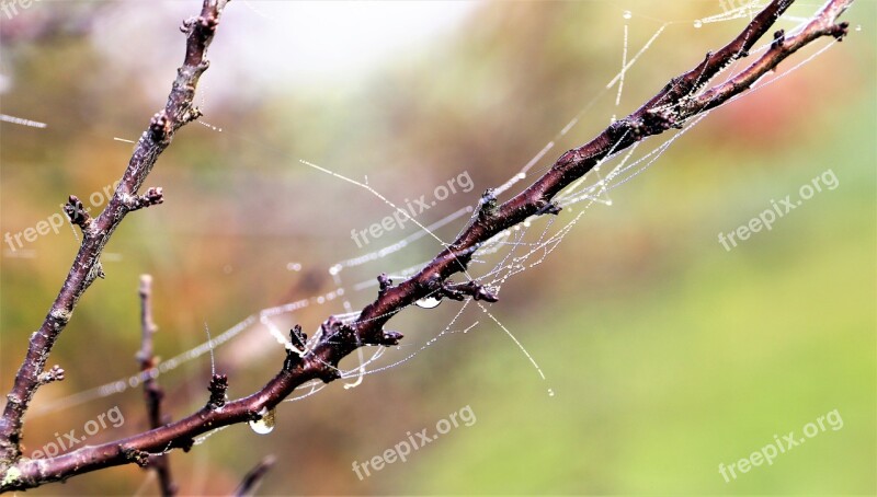 Morning Spider Net Cobweb Leaves Branch