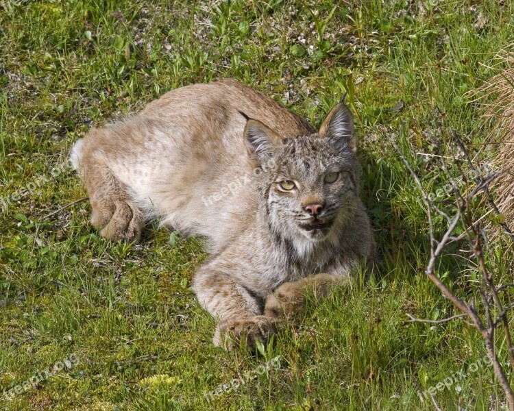 Lynx Bobcat Predator Looking Resting