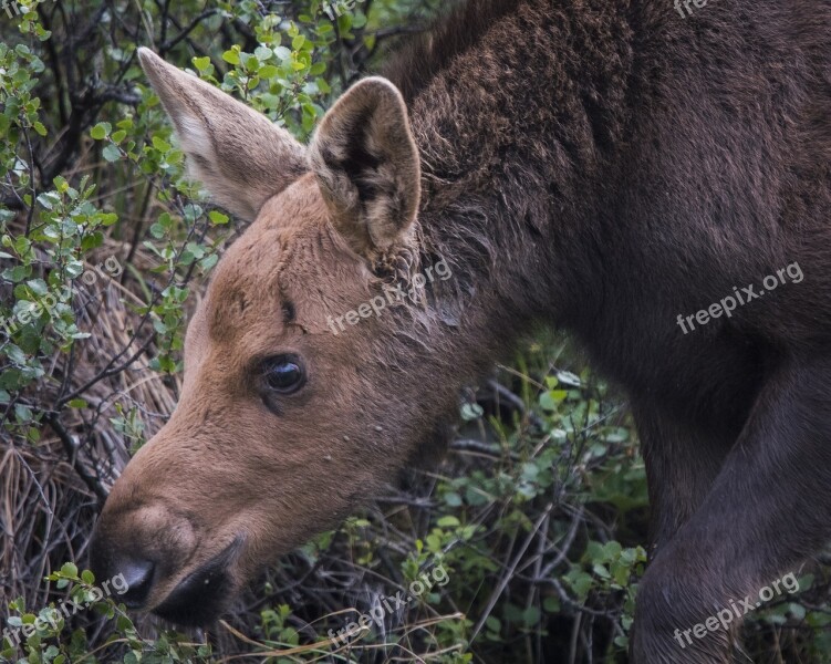 Moose Calf Baby Young Wildlife