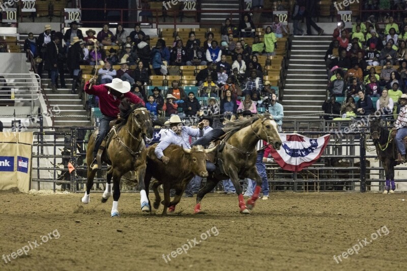 Rodeo Calf Bulldogging Arena Competition