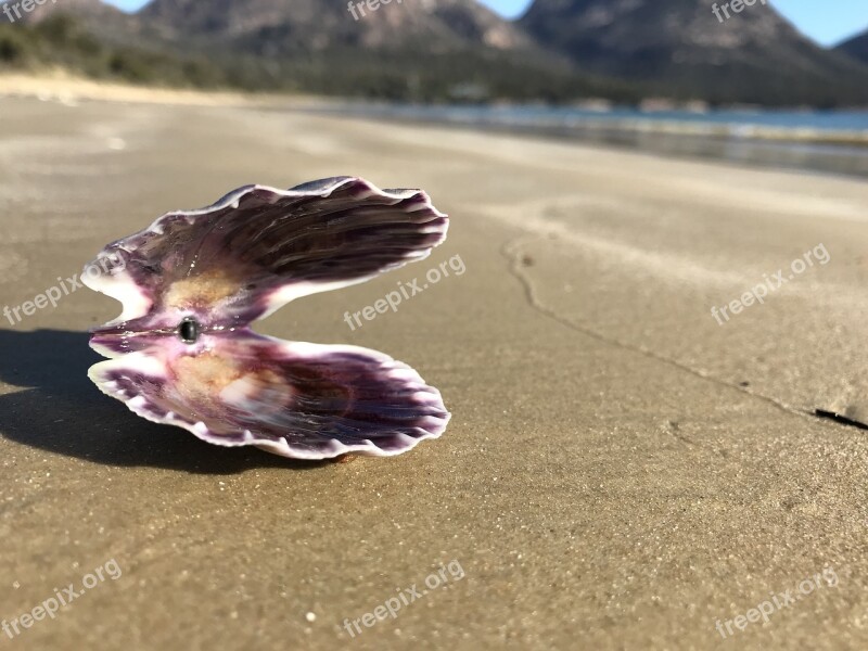 Shell Scallop Sea Sand Summer