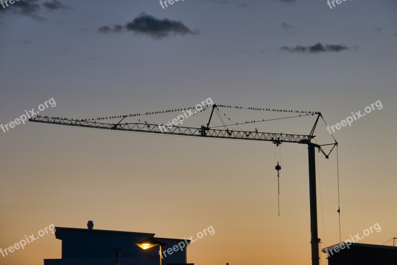 Flock Of Birds Migratory Birds Crane Autumn Birds