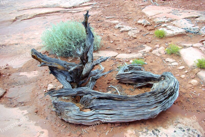 Gnarled Canyonlands Juniper Wood Gnarled Utah Juniper Canyonlands