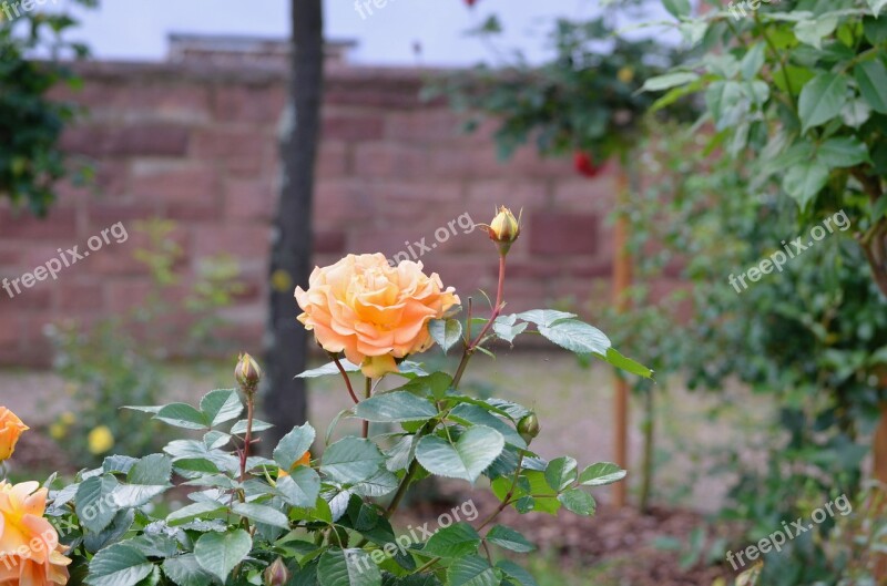 Roses Flowers Nature Romantic Pink