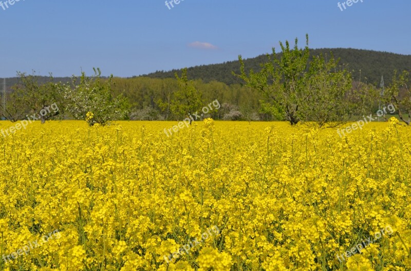 Rape Blossom Nature Field Oilseed Rape Landscape