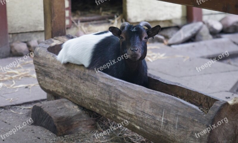 Goat Animal Water Trough Funny Mammal