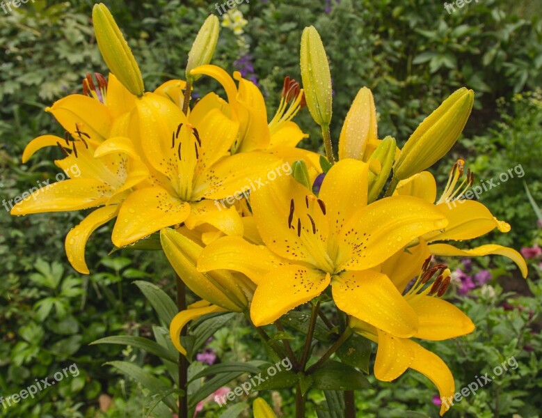 Yellow Lily Summer Flower Yellow Bloom