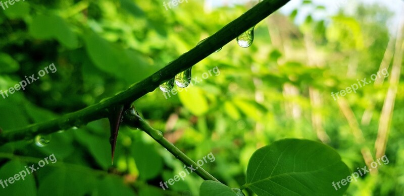 Dew-drop Spring Wet Flower Water