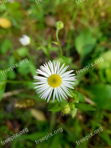 Van Nature Blooms At Flowers Summer