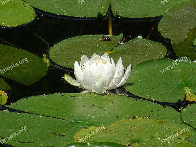 Green White Water Lily Nature Plants