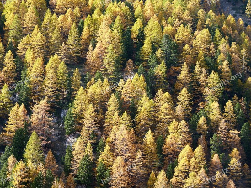 Larch Fall Alps Trees Mountains