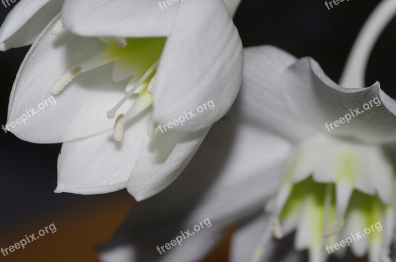 Eucharis Flower White Plants Green