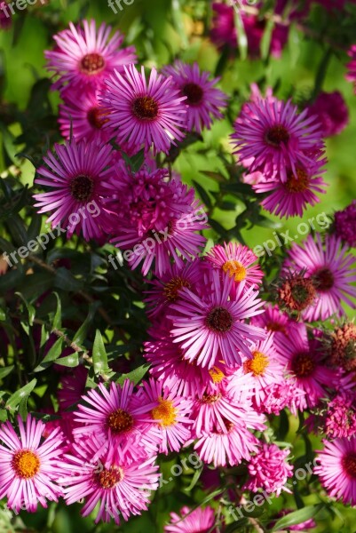 Nature Garden Flowers Red Reddish