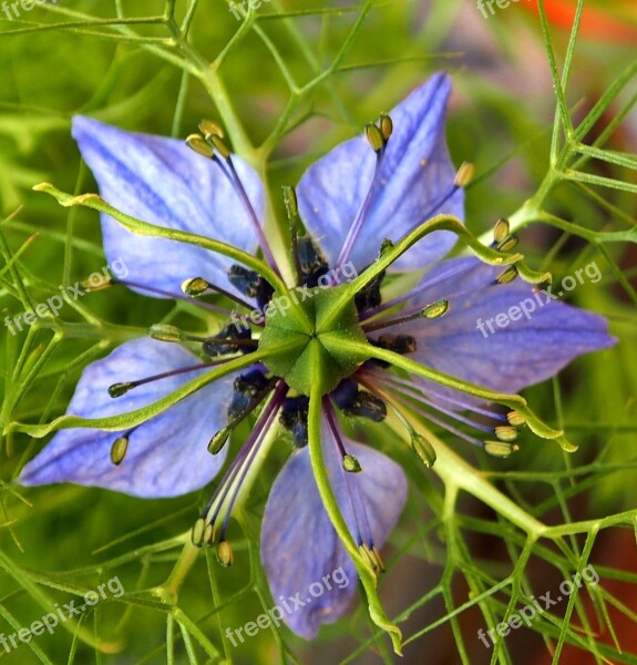 Blue Starflower Blossom Bloom Flowers