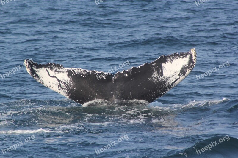 Whale Tail Fluke Shot Whale Fluke Whale Tail 5 6 Free Photos