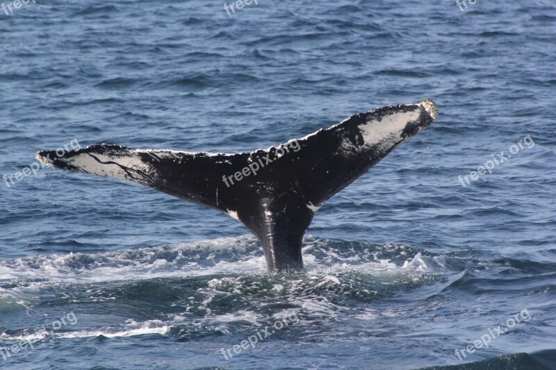 Whale Tail Fluke Shot Whale Fluke Whale Tail 4 6 Free Photos