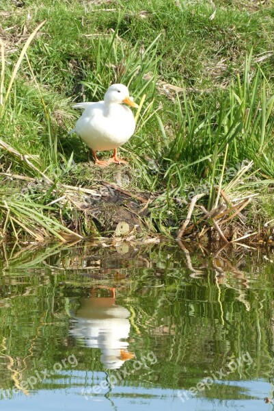 White Duck Ditch Waterfront Reflection Bird