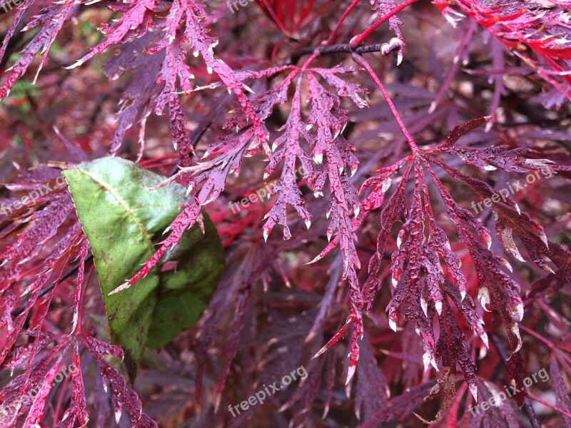 Fuchsia Foilage Green Leaves Nature