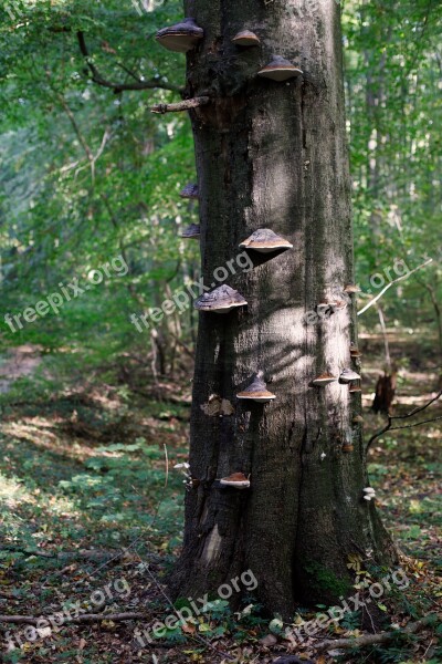 Mushroom Log Tree Fungus Tribe Mushrooms