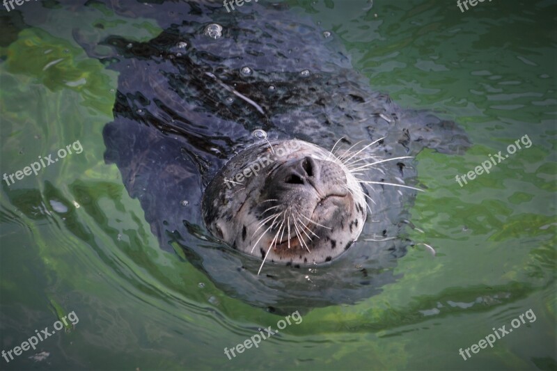 Robbe Seal Mammal Animal Meeresbewohner