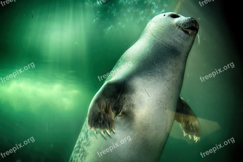 Robbe Seal Swim Underwater Mammal