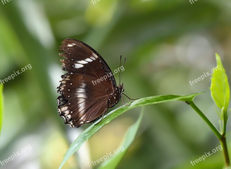 Butterfly Kelebek Böcek Doga Nature