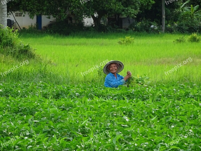 Asia Cambodia Human Woman Rice