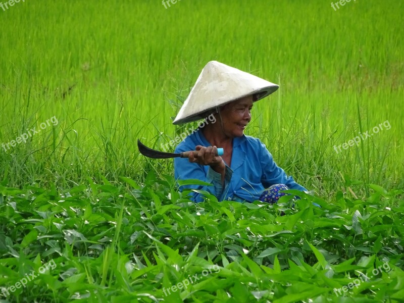 Travel Asia Cambodia Harvest Rice