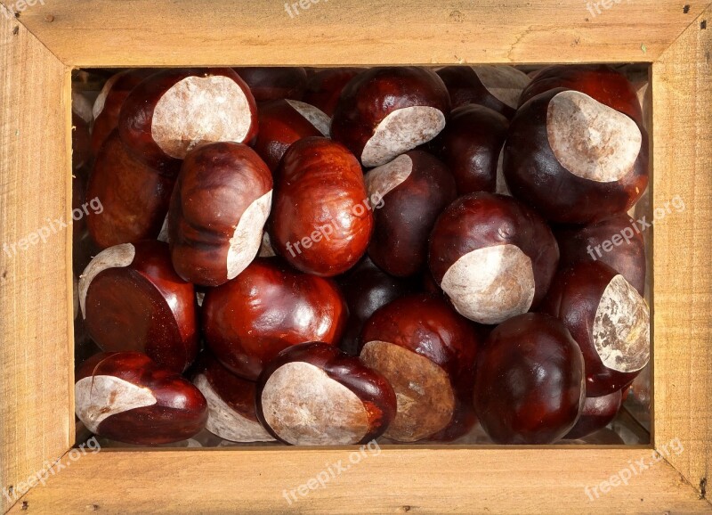 Chestnut Ripe Autumn Shiny Autumn Fruit