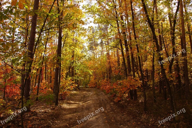 Autumn Forest Nature Forests Tree