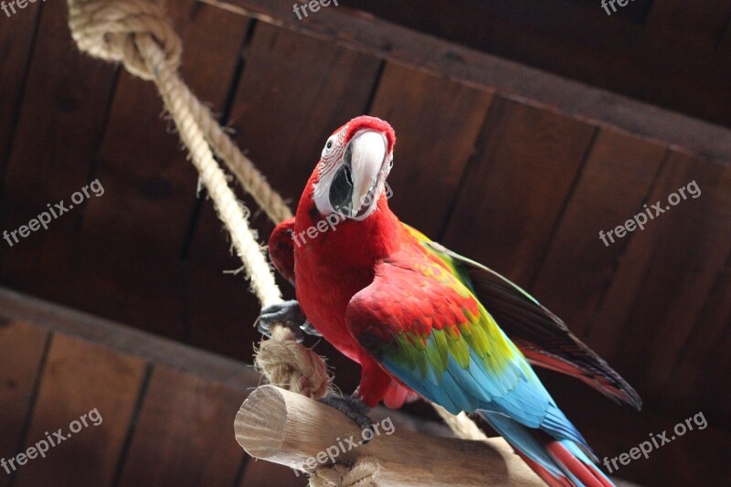 Parrot Colorful Animals Bird Ara