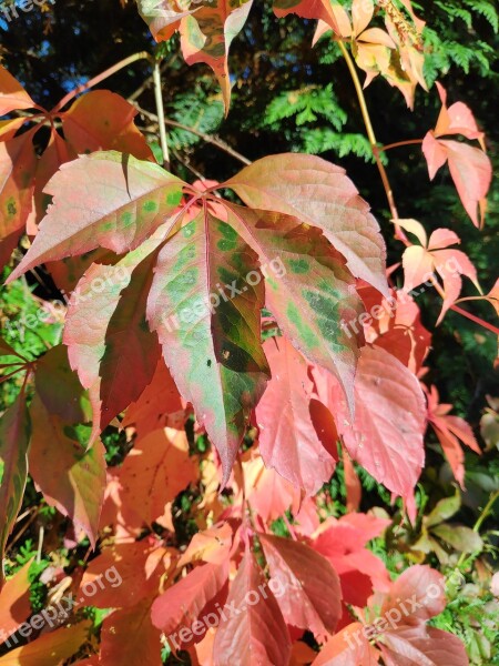 Autumn Autumn Leaves Green Red Leaves Garden