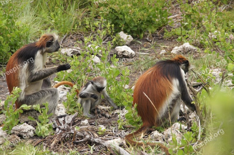 Monkey Zanzibar Nature Africa Wild