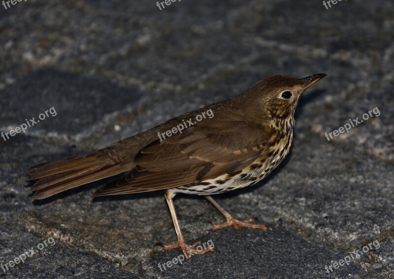 Bird Blackbird Sitting Animal Nature