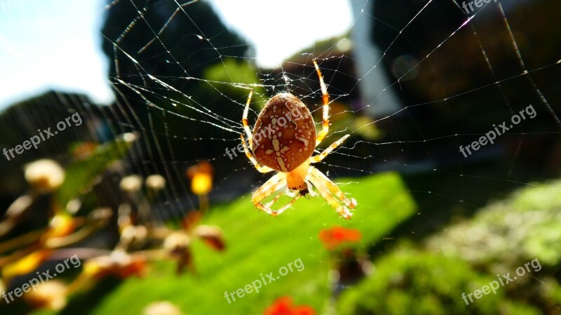 Spider Nature Animal Insect Web