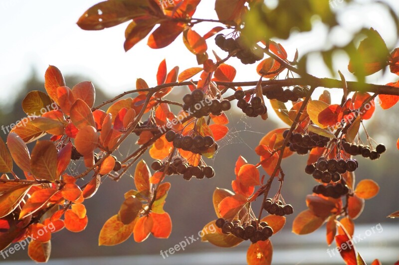 Aronia Black Crane Autumn Coloured