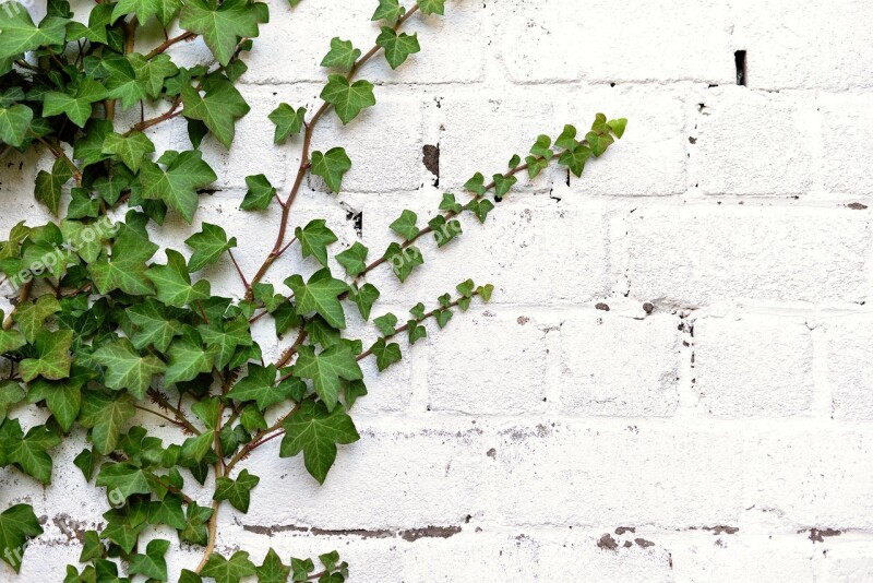 Ivy Entwine Climber Plant Leaves Ivy Leaf